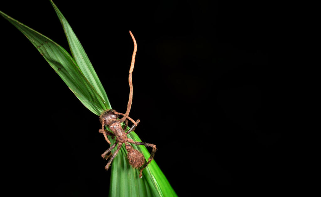 Cordyceps fungus growing from a bullet ant (Paraponera clavata) near Puerto Viejo de Sarapiqui, Costa Rica.