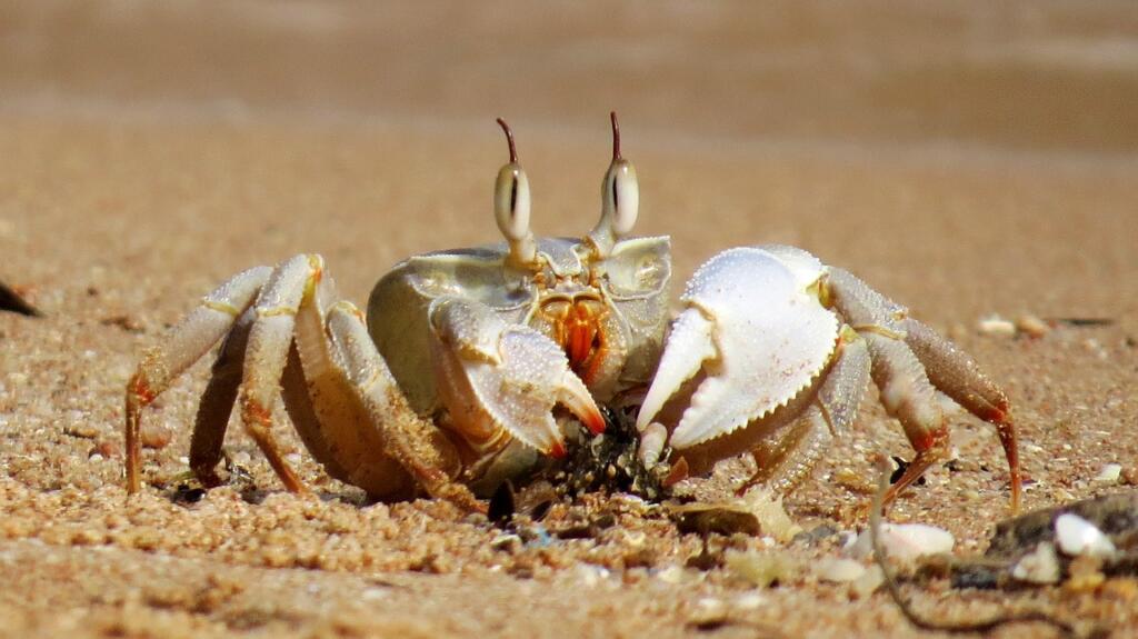 crab