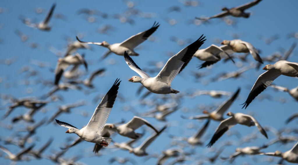 flight of a group of Canadian snow geese on the Chateauguay River, a hundred geese in mid-flight