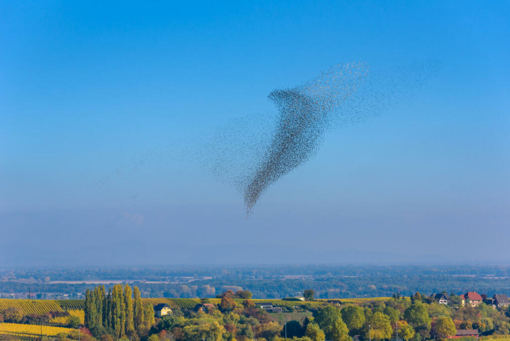 Flock and swarm of birds - beautiful formations of flying birds - amazing movements