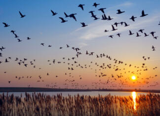 Zdaj vemo, zakaj se zmedejo ptice selivke Flock of wintering Barnacle Goose(branta leucopsis)in wadden Sea,East Frisia,lower saxony,Germany