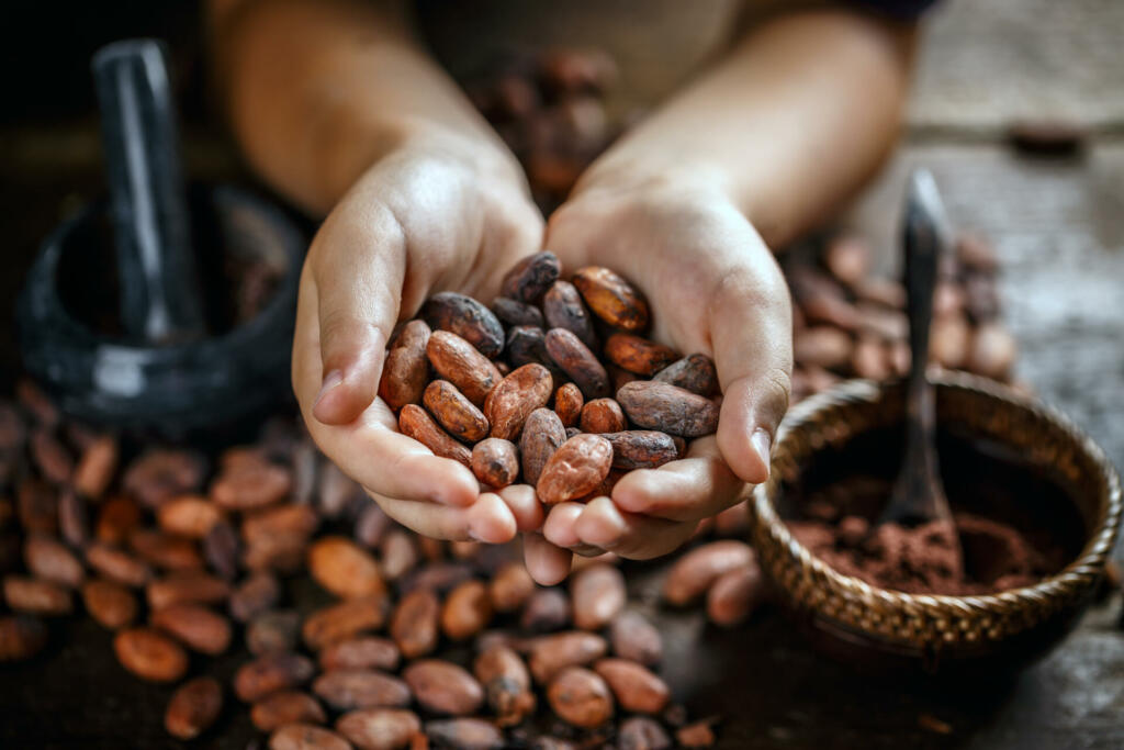 Hand holding aromatic cocoa beans, closeup