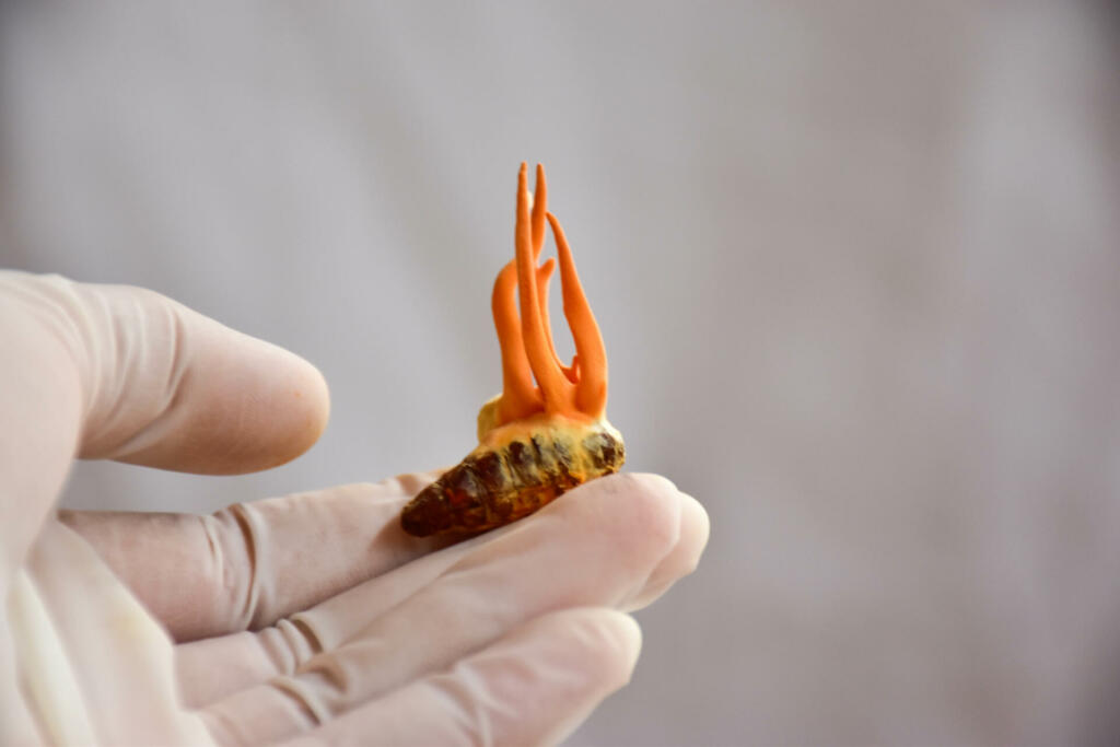 Hand with rubber glove holding Cordyceps militaris tang chao growing on Bombyx mori, mulberry silkworm pupa.