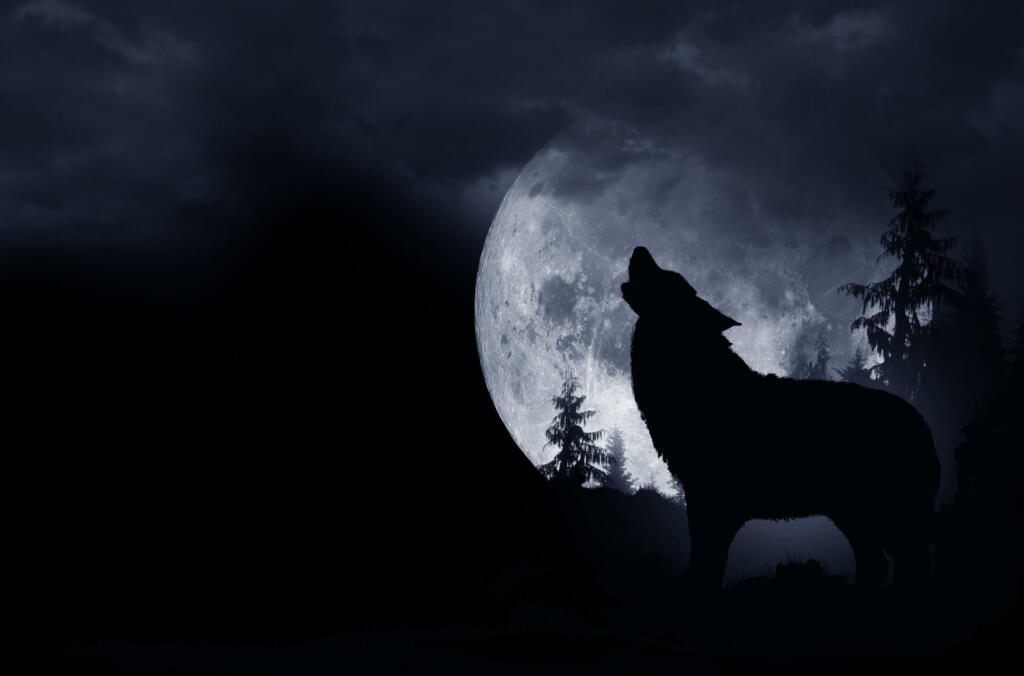 Howling Wolf Dark Background. Full Moon and the Wilderness.