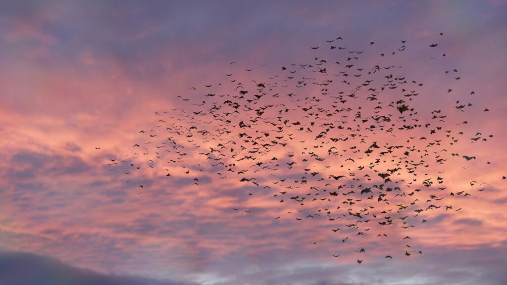 huge flock of flying mammals moving together