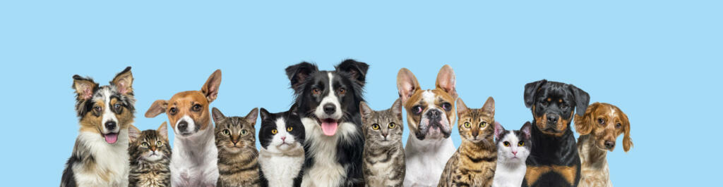 Large group of cats and dogs looking at the camera on blue background