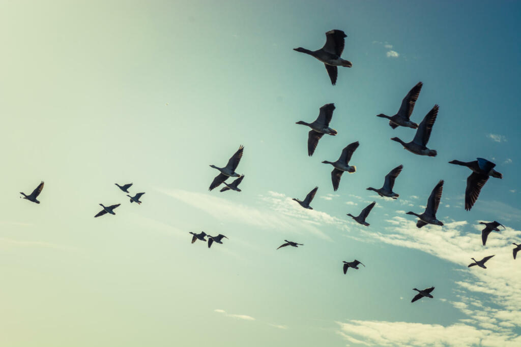 Large group of flying geese