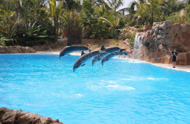 Štirje delfini med skokom iz vode v bazenu