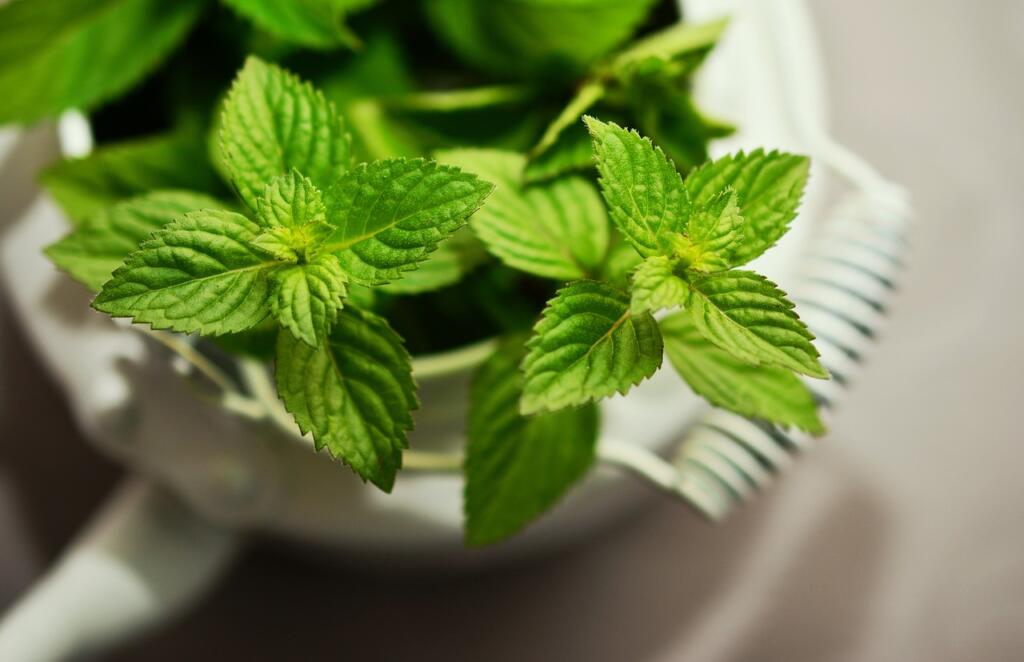 peppermint, medicinal plant, medicinal herbs