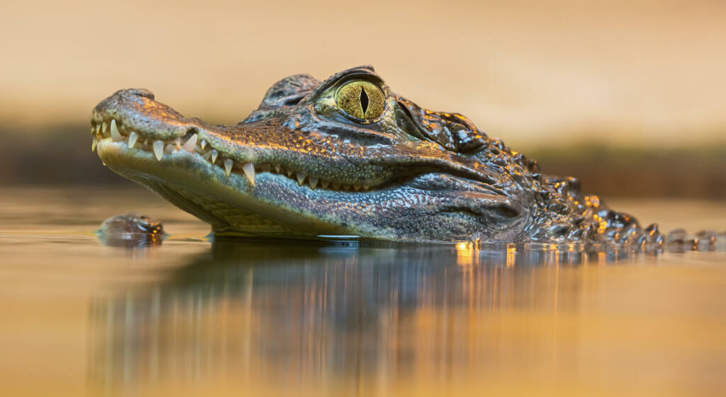 Portrait view of a Spectacled Caiman (Caiman crocodilus)