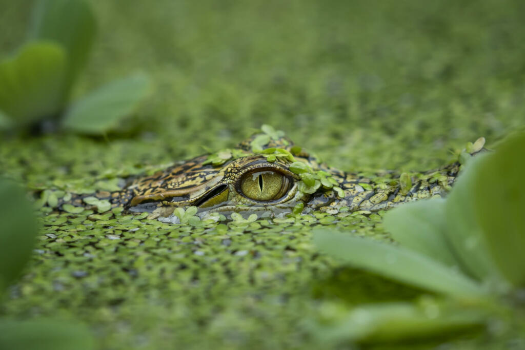 Saltwater crocodile at pond lurking prey