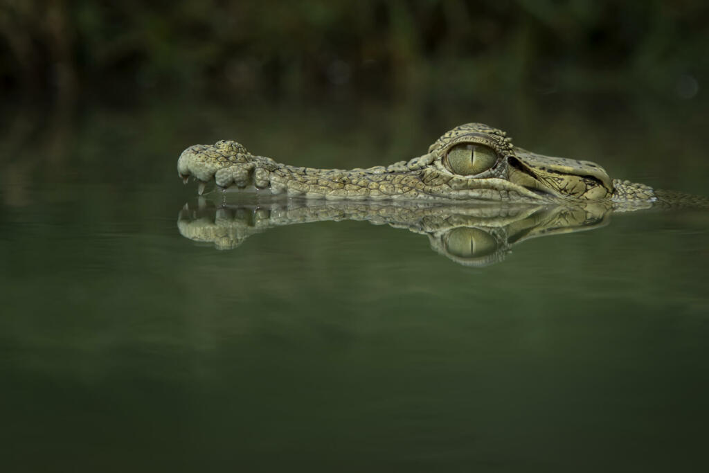 Saltwater crocodile