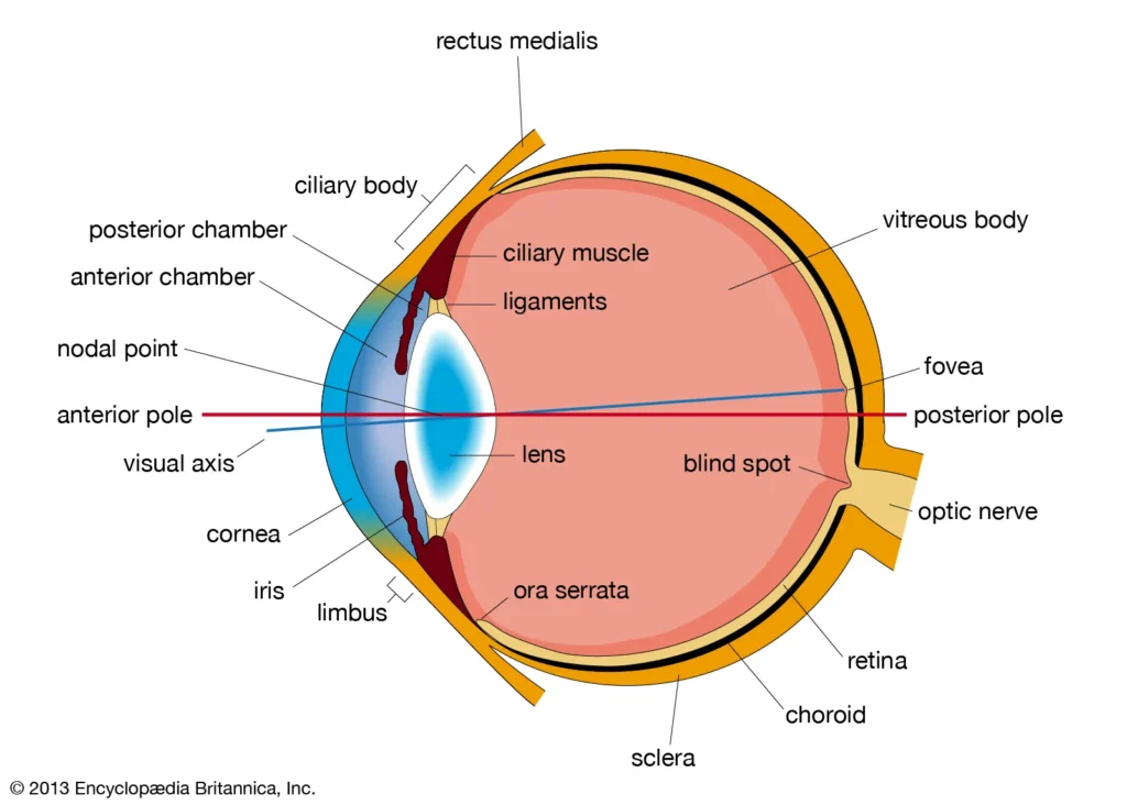 sestava očesa