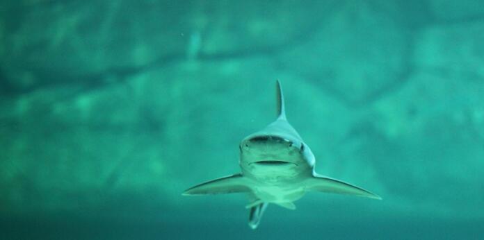 shark, water, sea