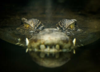 Raziskovalci ugotovili, kako lahko krododili več ur zadržujejo dih The saltwater crocodile (Crocodylus porosus), also known as saltie, estuarine or Indo-Pacific crocodile, is the largest of all living reptiles, as well as the largest terrestrial and riparian predator in the world.