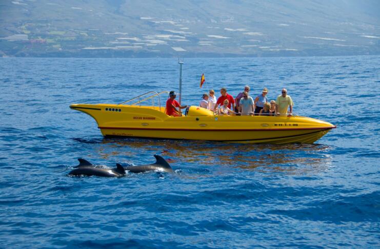 Na rumenem čolnu so ljudje, ki opazujejo delfine v vodi poleg čolna.