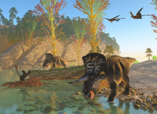 Okončina sesalca najdena pri fosilu Mikroraptorja Two Microraptor birds fly in to join another sitting on an old skeleton as Zuniceratops dinosaurs come down to the river for a drink.