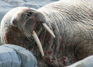 Mrož z masturbiranjem prekinil ognjemet Walrus resting on the middle cove beach in Newfoundland Canada