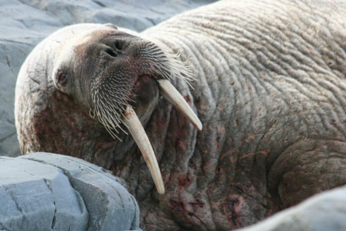 Walrus resting on the middle cove beach in Newfoundland Canada