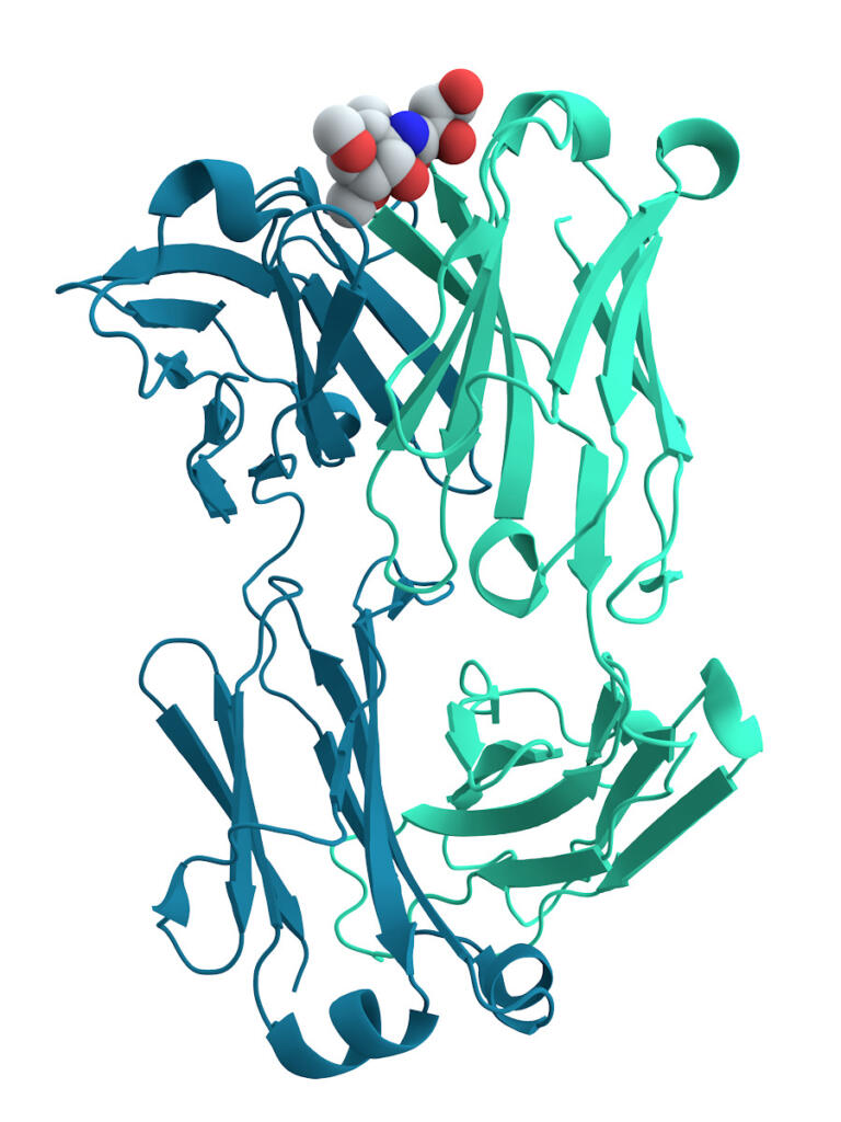 3-D struktura mišjega proteina proti koleri