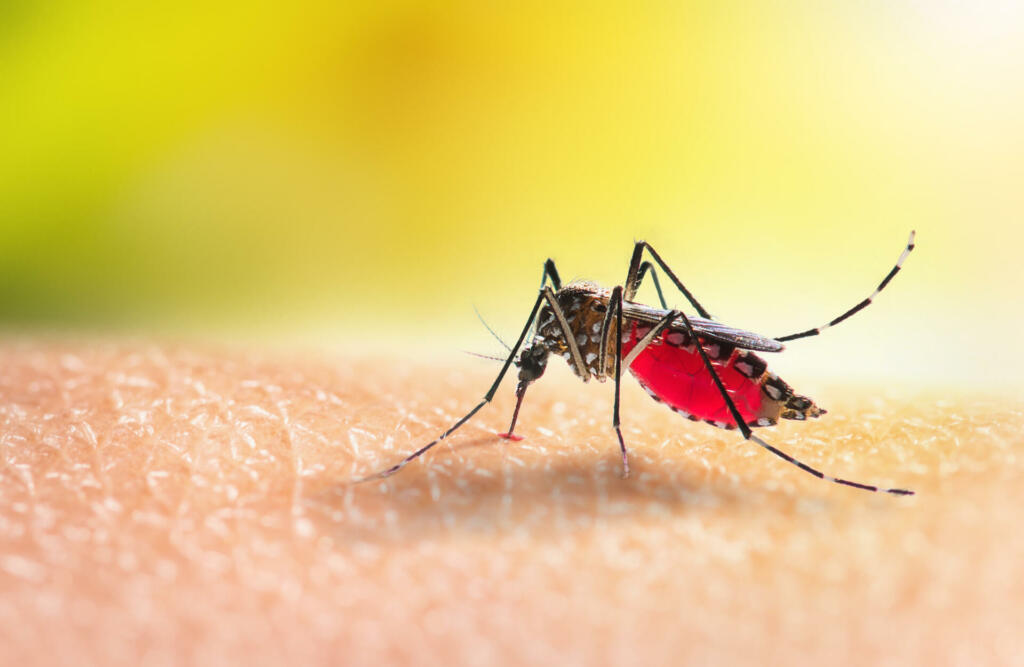 Aedes mosquitoe is sucking blood on human skin.