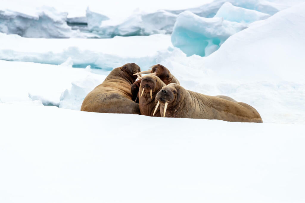 An ugly of adult walruses on the fast ice around Svalbard, a Norwegian archipelago between mainland Norway and the North Pole. Space for text