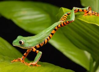 Odkrita nova vrsta žabe, ki se ne oglaša hd wallpaper, nature wallpaper, animal