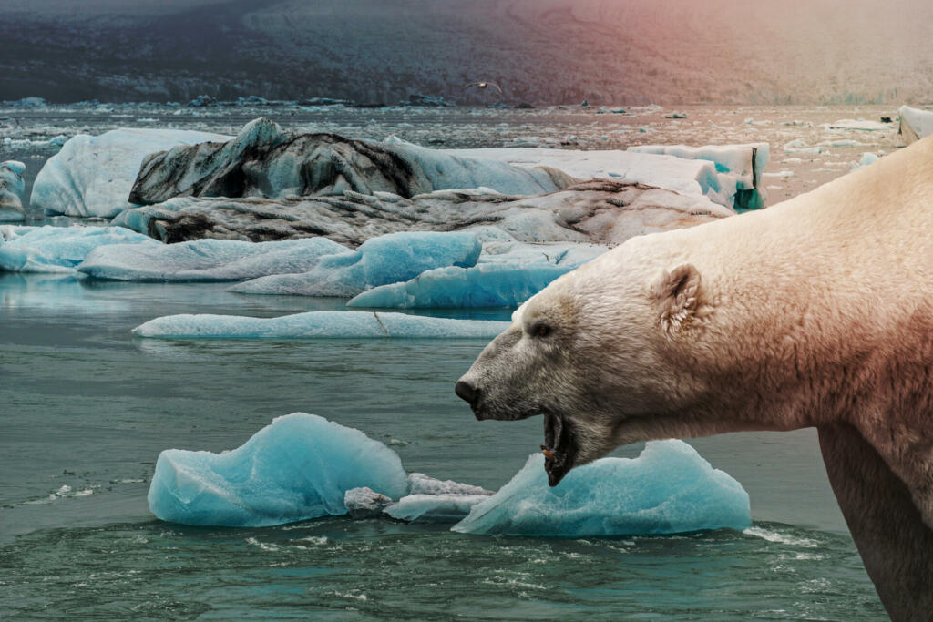 Big polar bear is crying with open mouth in front of melting sea ice with blue icebergs in a subpolar region, summer with global warming