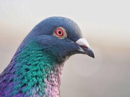 bird, pigeon, avian