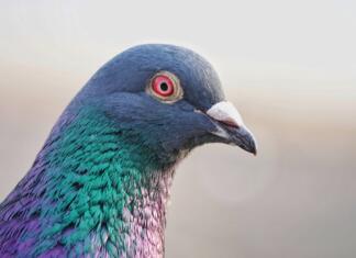 Se golobi lahko kosajo z umetno inteligenco? bird, pigeon, avian