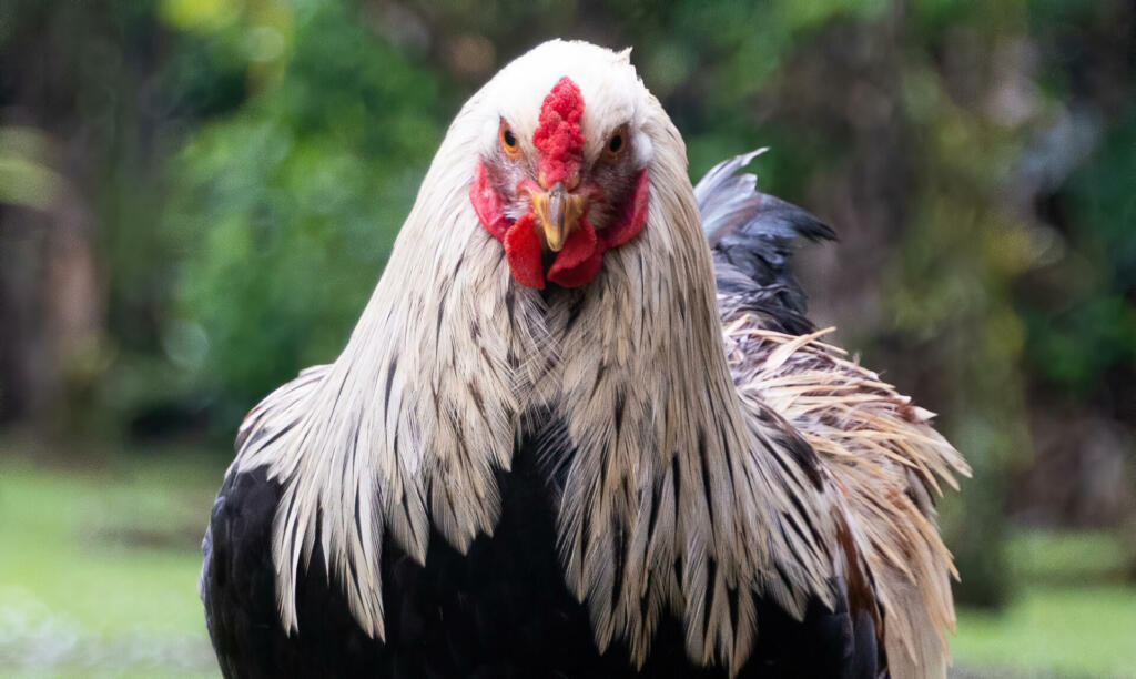 brahma breed chicken