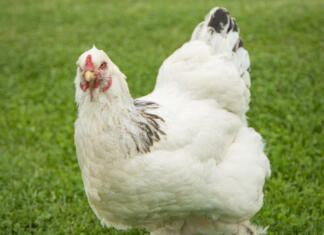 Moški umrl zaradi napada kokoši Brahma chicken on the farm, white chicken on green grass, poultry breeding on the farm, poultry breeding.