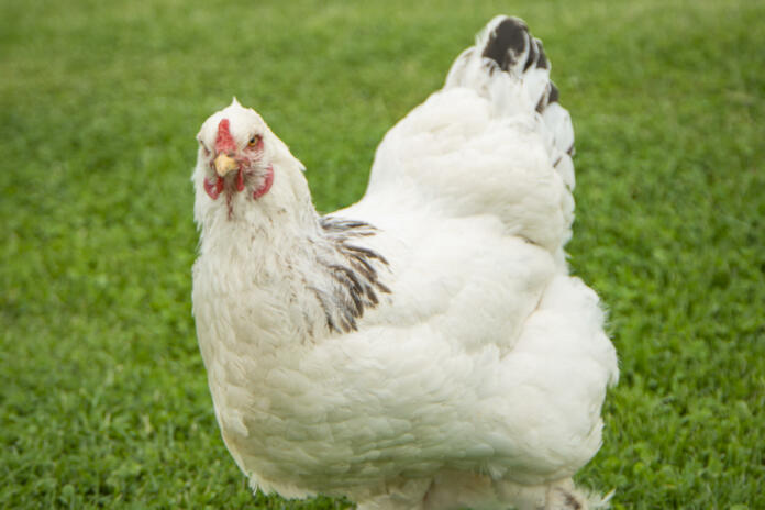 Brahma chicken on the farm, white chicken on green grass, poultry breeding on the farm, poultry breeding.
