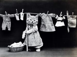 cat, kitten, dressed