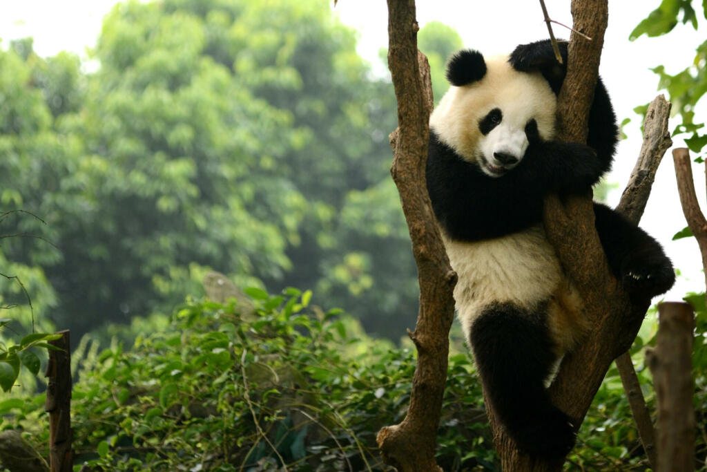 Cub of Giant panda bear playing on tree Chengdu, China