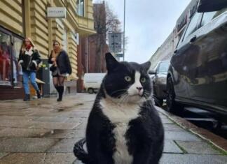 Mačka postala najbolje ocenjena turistična zanimivost mesta Gacek