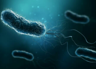 Bakterijsko orožje, ki bi ga lahko uporabili za zdravljenje bolezni Group of bacteria such as Escherichia coli, Helicobacter pylori or salmonella 3D rendering illustration on blue background. Microbiology, medical, bacteriology, biology, science, healthcare, medicine, infection concepts.