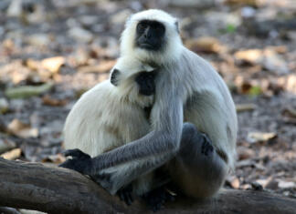 Opica dobila mladiča, čeprav je bila v kletki sama? Kanha Langurs India