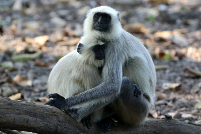 Kanha Langurs India