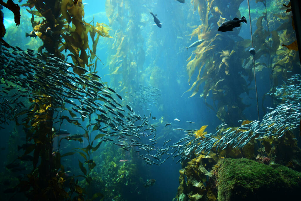 kelp forest views from below