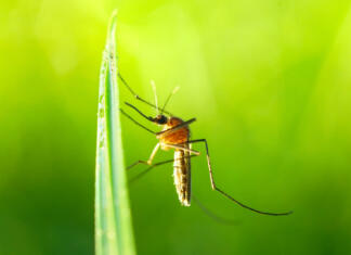 Raziskovalci ugotovili, kaj komarjem pomaga pri izbiri najokusnejših ljudi Mosquito gnat on a blade of grass in beautiful sunlight close-up macro on a blurred green artistic background.