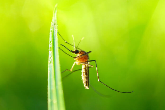Mosquito gnat on a blade of grass in beautiful sunlight close-up macro on a blurred green artistic background.