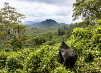Kompleksni ekosistemi na Zemlji obstajali veliko prej, kot so mislili doslej Mountain gorilla in Rwanda Volcanoes National Park