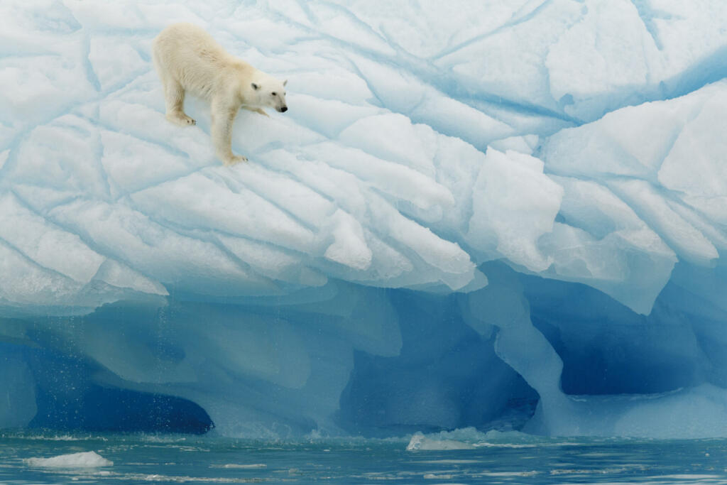 "Polar bear photographed in the Svalbards islands, Norway"