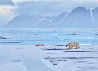 Odkrito novo tveganje za prostoživeče živali Polar bears on the blue ice. Bear on drifting ice with snow, white animals in nature habitat, Svalbard, Norway. Animals playing in snow, Arctic wildlife. Funny image in nature. Bear lying on ice.