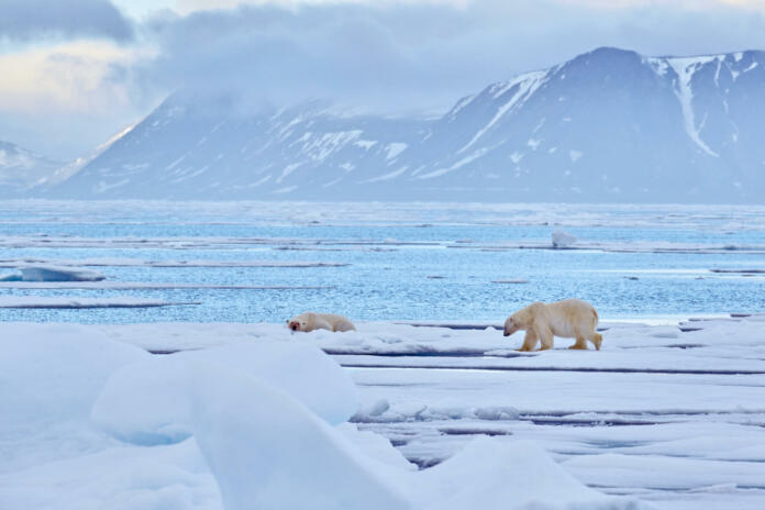 Polar bears on the blue ice. Bear on drifting ice with snow, white animals in nature habitat, Svalbard, Norway. Animals playing in snow, Arctic wildlife. Funny image in nature. Bear lying on ice.