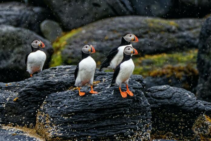 Tri črno-bele ptice s širokim oranžnim kljunom na črni skali, v ozadju še več skal in še ena ptica
