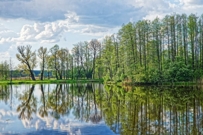 Trees and sky reflecting in a pond in Bialowieza National Park as a part of Belovezhskaya Pushcha National Park in Poland.