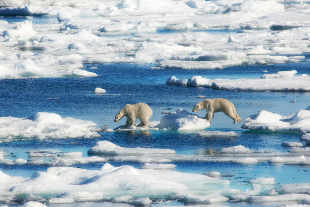 Two polar bear cubs are jumping over bits of sea ice and snow in the high arctic region of Svalbard, Norway