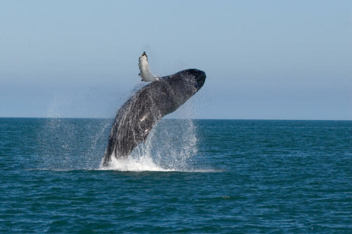 Whale show near Husavik City in Iceland.